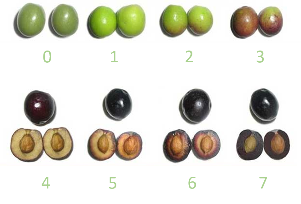 Olive Ripeness